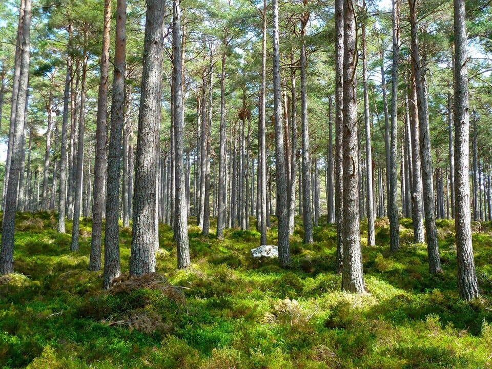 Greypark - Bosque - Naturaleza