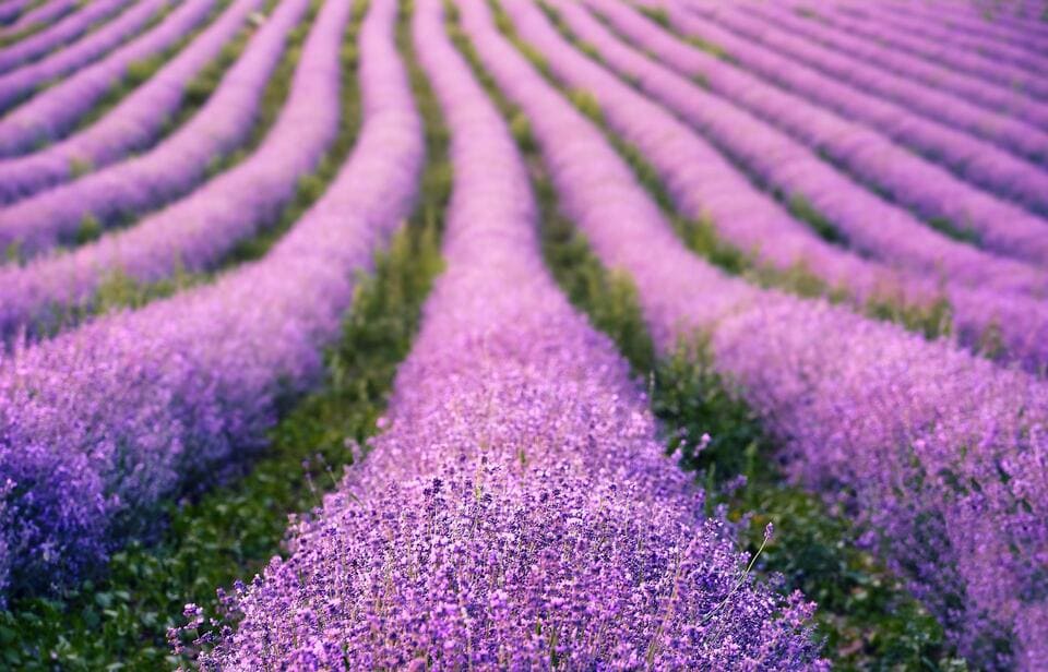 Greypark - Campo de Lavanda - Materia Prima