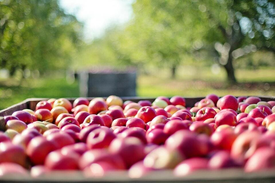 Greypark - Fragancia y materia prima Frutal